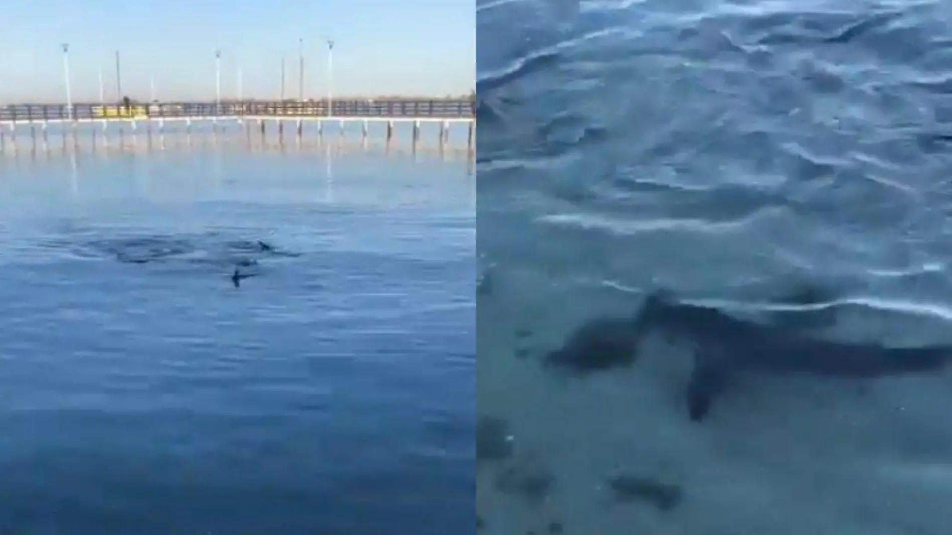 Esta es la especie de tiburón que habría sido captada en el malecón de La Paz